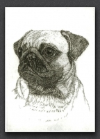 Pug