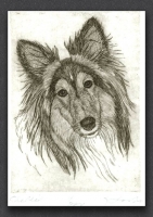 Sheltie