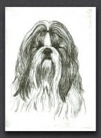 Shihtzu