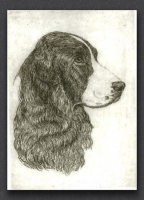 Springer Spaniel