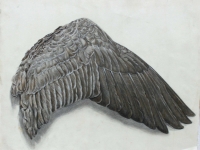 Canada Goose Wing Study