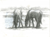 Horses Grazing