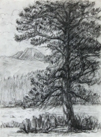 Longs Peak Tree