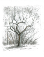 Tree Study