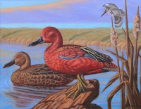 Cinnamon Teal