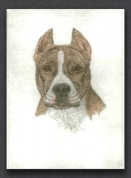 American Pit Bull Terrier