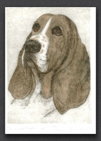 Basset Hound