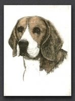 Beagle