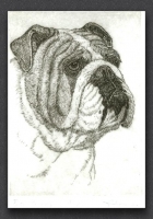 Bulldog