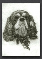 Cavalier King Charles