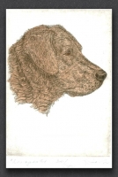 Chesapeake Bay Retriever